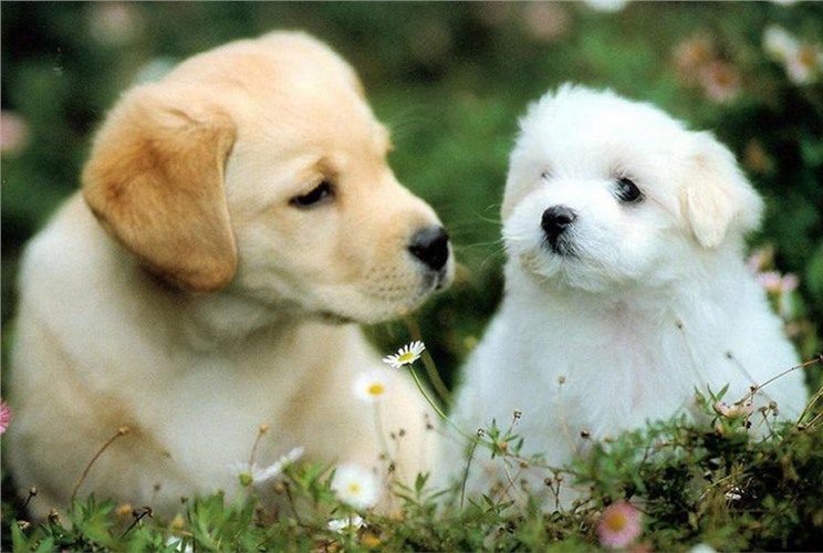 Tuổi Nhâm Tuất sinh năm 1982 mệnh gì, tuổi con gì và hợp màu nào? Tuổi Nhâm Tuất sinh năm 1982 mệnh gì, tuổi con gì và hợp màu nào?