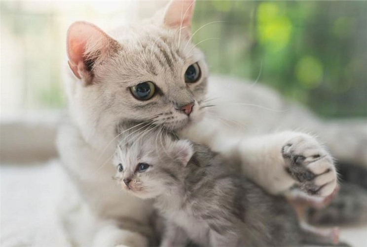 Đinh Mão sinh năm 1987 mệnh gì, tuổi con gì và hợp màu nào? Đinh Mão sinh năm 1987 mệnh gì, tuổi con gì và hợp màu nào?