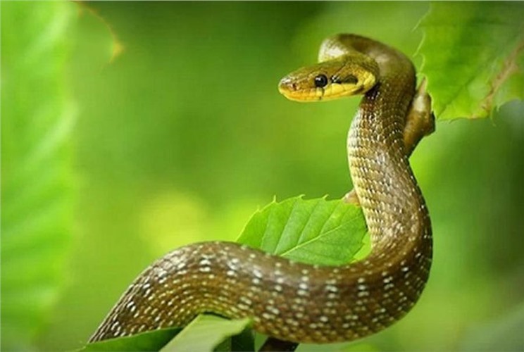 Sinh năm 1989 mệnh gì? Tuổi con gì và hợp màu nào?