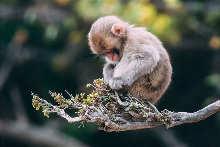 Sinh năm Nhâm Thân 1992 mệnh gì? Hợp tuổi nào, màu gì? Sinh năm Nhâm Thân 1992 mệnh gì? Hợp tuổi nào, màu gì?