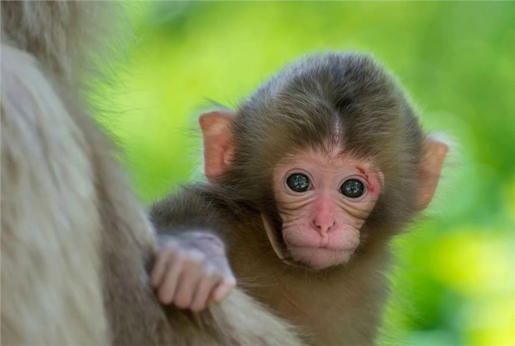 Năm 2028 mệnh gì và là năm con gì? Hợp tuổi nào? Năm 2028 mệnh gì và là năm con gì? Hợp tuổi nào?