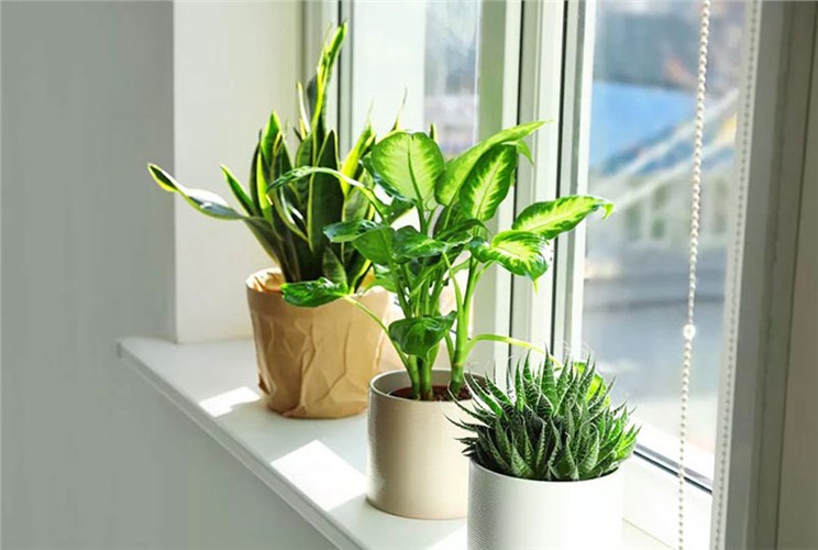Top 25+ cây cảnh trong nhà dễ chăm, hợp phong thủy 2025 Top 25+ cây cảnh trong nhà dễ chăm, hợp phong thủy 2025