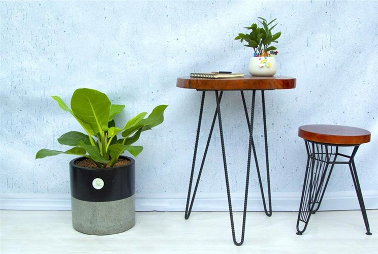 15+ loại cây phong thủy rước tài lộc vào nhà 15+ loại cây phong thủy rước tài lộc vào nhà