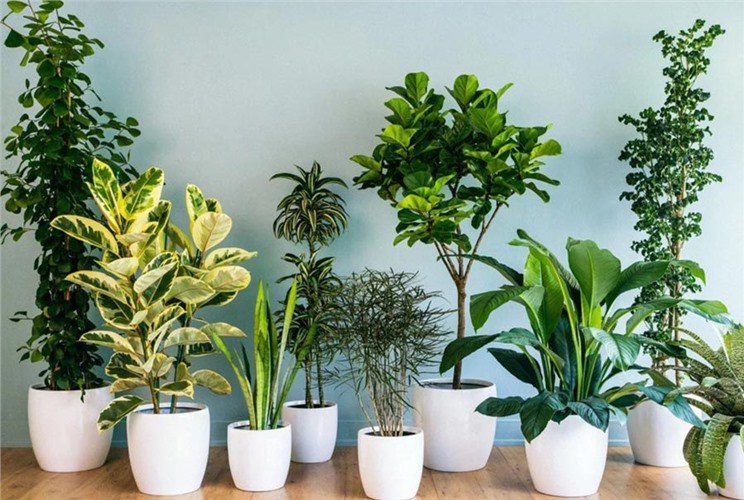 15+ loại cây tài lộc phong thủy, thu hút vượng khí vào nhà 15+ loại cây tài lộc phong thủy, thu hút vượng khí vào nhà