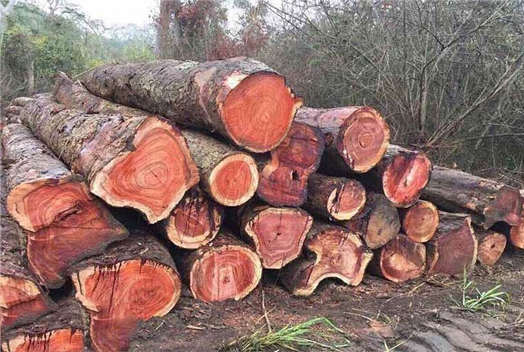 Gỗ đinh hương: Đặc điểm và ứng dụng trong đời sống Gỗ đinh hương: Đặc điểm và ứng dụng trong đời sống