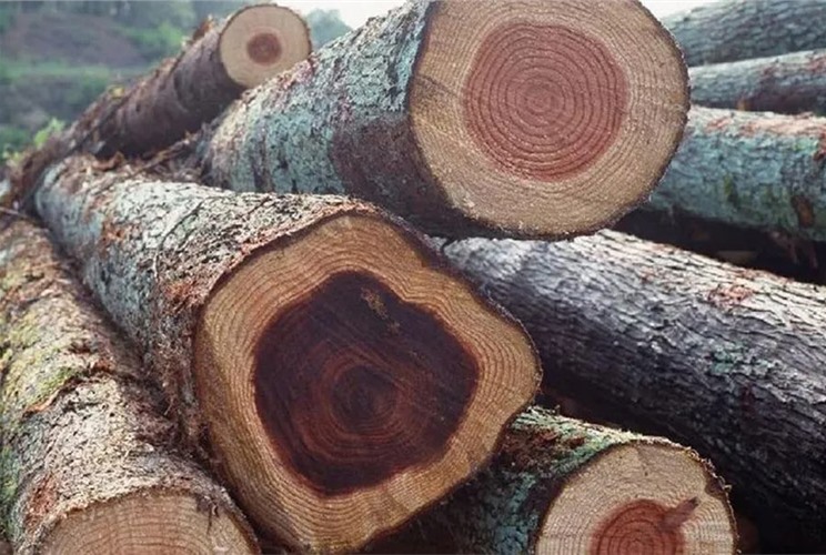 Gỗ gụ có tốt không? Có nên mua nội thất gỗ gụ? Gỗ gụ có tốt không? Có nên mua nội thất gỗ gụ?