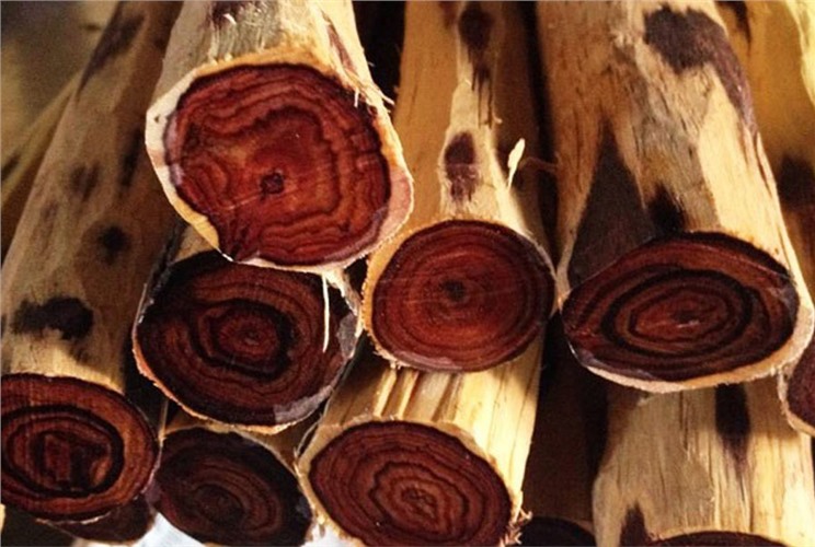 Gỗ trắc là gì? Đặc điểm và ứng dụng trong đời sống Gỗ trắc là gì? Đặc điểm và ứng dụng trong đời sống